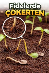 sebzelerde mantar hastalığı