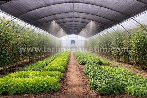 Bitkide Isı Stresi: Belirtiler, Verim Kaybı ve Önleme Yöntemleri 5 bitkide ısı stresi