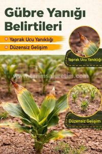 Daha çok gübre daha çok verim mi?