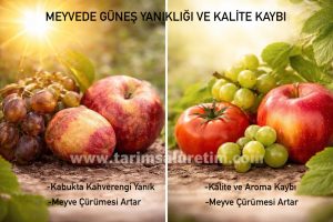 Bitkide Isı Stresi: Belirtiler, Verim Kaybı ve Önleme Yöntemleri 3 Bitkide ısı stresi