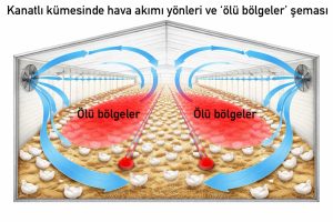 hayvanlarda ısı stresi