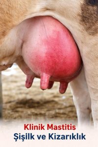 Mastitis Nedir? Erken Belirtiler, Subklinik Mastitis ve Sağım Hijyeni ile Korunma 2 Mastisis nedir?