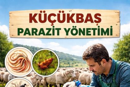 koyun-keçide parazit yönetimi