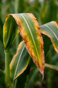 NPK Eksikliği Nedir? Azot, Fosfor, Potasyum Noksanlığı Belirtileri ve Çözüm Rehberi 4 NPK EKSİKLİĞİ