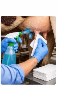 Mastitis Nedir? Erken Belirtiler, Subklinik Mastitis ve Sağım Hijyeni ile Korunma 6 Mastisis nedir?