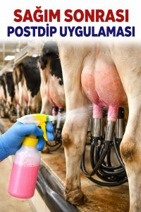 Mastitis Nedir? Erken Belirtiler, Subklinik Mastitis ve Sağım Hijyeni ile Korunma 7 Mastisis nedir?