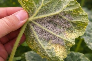 sebzelerde mantar hastalıkları