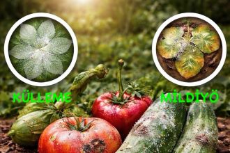 sebzelerde mantar hastalığı