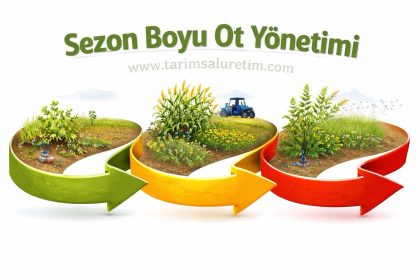 Yabancı ot yönetimi