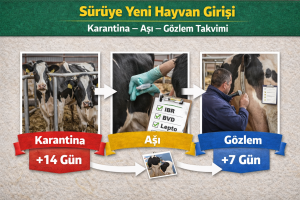 Hayvancılıkta Yanlış Bilinen 10 Şey (Doğru Bilinen Yanlışlar) 8 Hayvancılıkta Yanlış Bilinen 10 Şey
