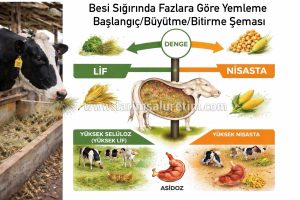 Rasyon düzenleyerek performans artırma