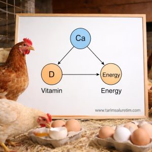 Rasyon düzenleyerek performans artırma