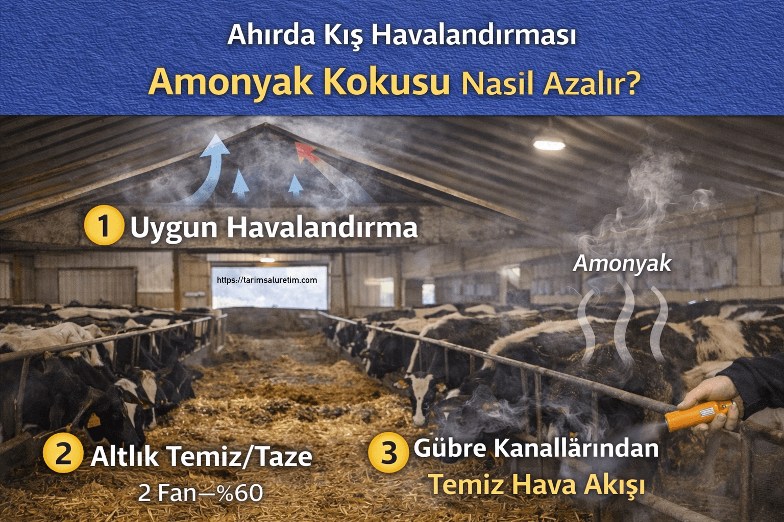 Ahırda amonyak kokusu