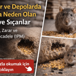 Ambar ve Depolarda Fare ve Sıçanlar