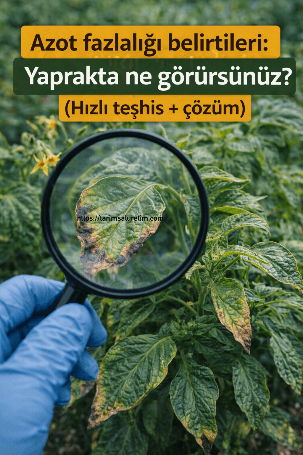 azot fazlalığı belirtileri