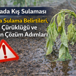 serada kış sulaması