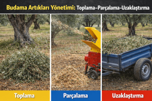 Kışın Zeytinlik Bakımı Dip Sürgünü ve Temizlik