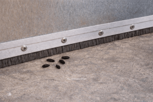 Ambar ve Depolarda Fare ve Sıçanlar