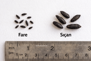 Ambar ve Depolarda Fare ve Sıçanlar