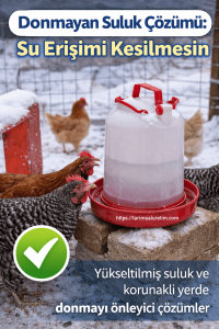 kümes kış yönetimi