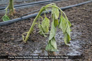 serada kış sulaması 