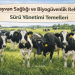 sürü yönetimi