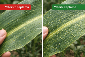 mısırda beyaz sinek