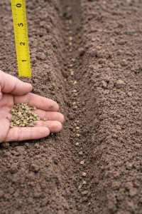 kışlık marul ve ıspanak yetiştiriciliği