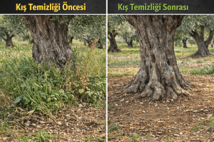 Kışın Zeytinlik Bakımı Dip Sürgünü ve Temizlik