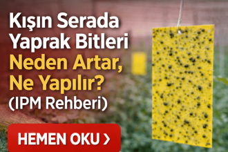 kışın serada yaprak bitleri