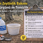 Kışın Zeytinlik Bakımı Dip Sürgünü ve Temizlik