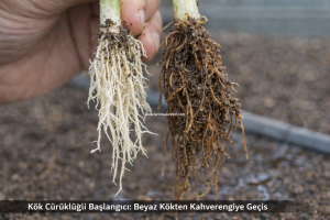 serada kış sulaması 