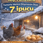 Kumes Kis Yonetimi Yumurta Verimi Dusmesin Diye 7 Ipucu
