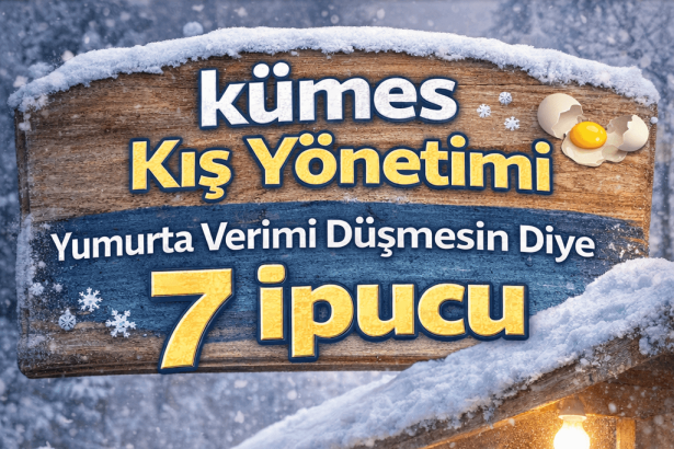 Kumes Kis Yonetimi Yumurta Verimi Dusmesin Diye 7 Ipucu