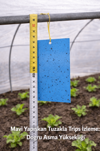 kışlık marul ve ıspanak yetiştiriciliği