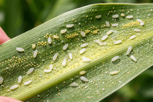 mısırda beyaz sinek