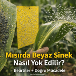 mısırda beyaz sinek