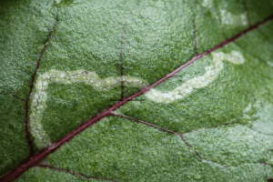 bahçede kış ilaçlaması