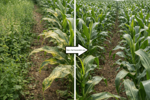 mısırda beyaz sinek