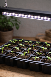 fideler için tohum çimlendirme 