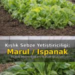 kışlık marul ıspanak yetiştiriciliği