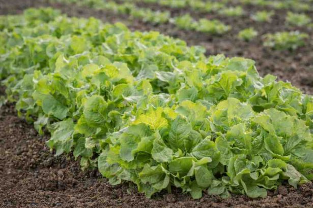 kışlık marul ıspanak yetiştiriciliği