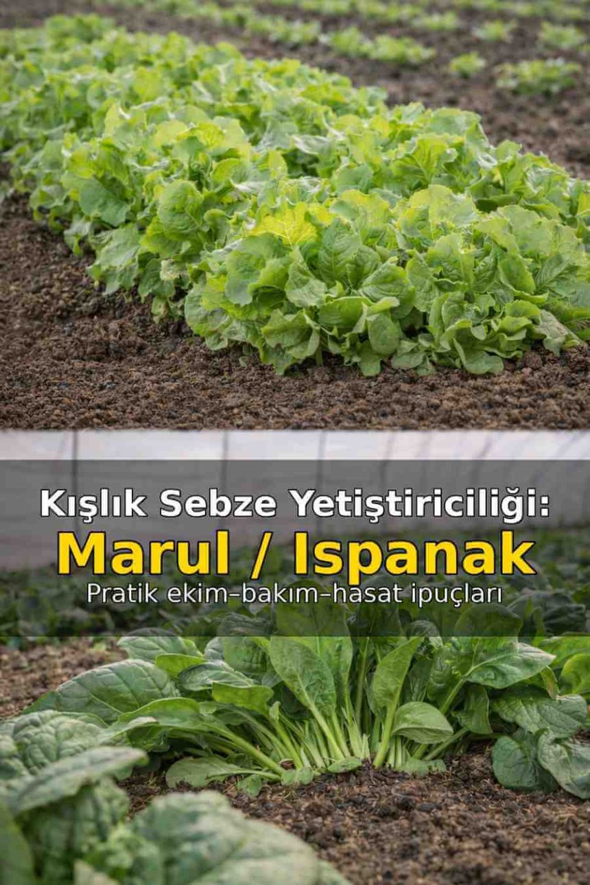 kışlık marul ıspanak yetiştiriciliği