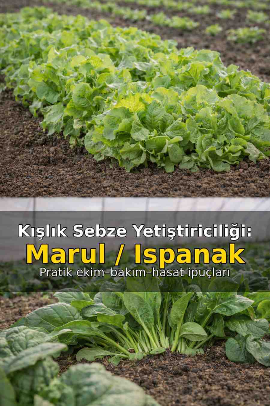 kışlık marul ıspanak yetiştiriciliği