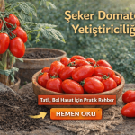 şeker domates nasıl yetiştirilir