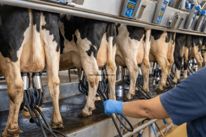 Süt Sağım Hijyeni 