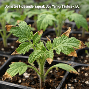 Domateste Fide Dönemi Yanlış Gübreleme 3 domateste fide döneminde yanlış gübreleme