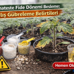 domateste fide döneminde yanlış gübreleme