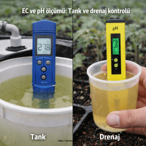 Domateste Fide Dönemi Yanlış Gübreleme 2 domateste fide döneminde yanlış gübreleme