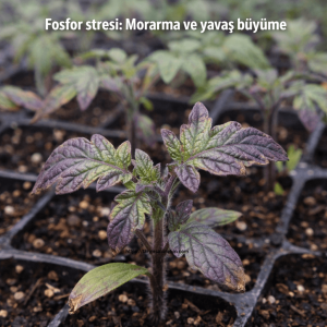Domateste Fide Dönemi Yanlış Gübreleme 4 domateste fide döneminde yanlış gübreleme